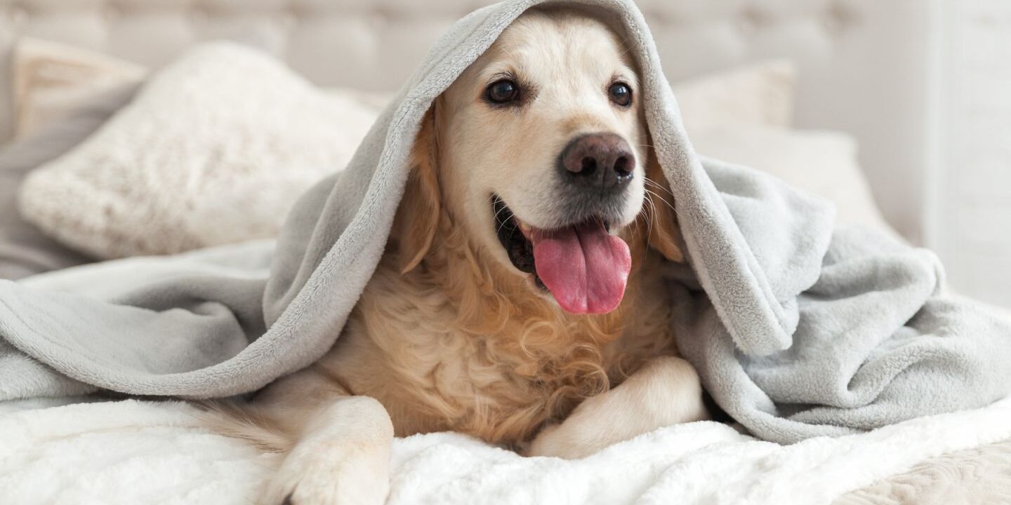 cura animali domestici - michael house